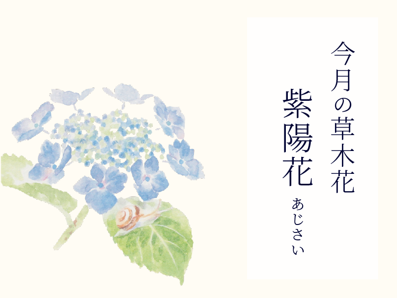 今月の草木花　紫陽花
