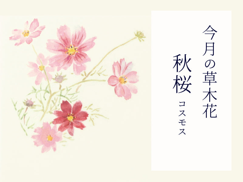 【今月の草木花】<br>秋風に揺れるコスモス