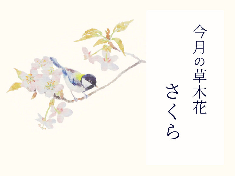 【今月の草木花】<br>さまざまな想いを映す桜