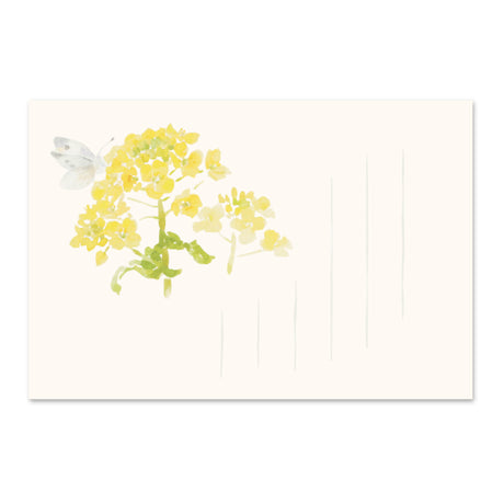 季節の絵はがき　春　菜の花と紋白蝶