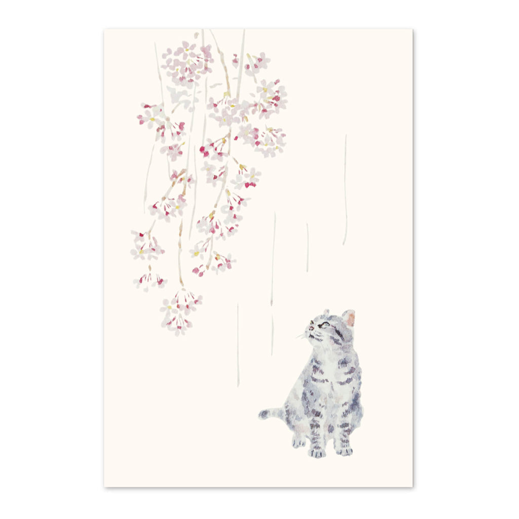 猫の絵はがき　春　猫としだれ桜