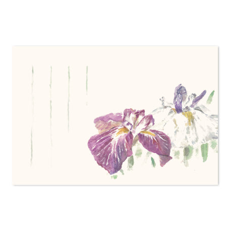 季節のはがき　花しょうぶ